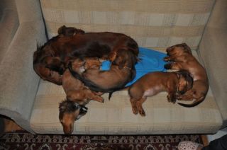 Jamnik d�ugow�osy